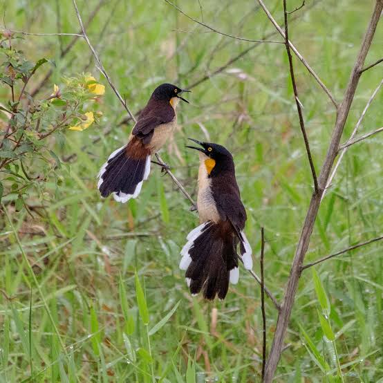 Bahia se destaca no birdwatching e reúne mais de 770 espécies de aves – Namidia News